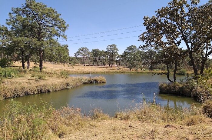 GRANJA DE BAGRE Y TILAPIA EL SALTO